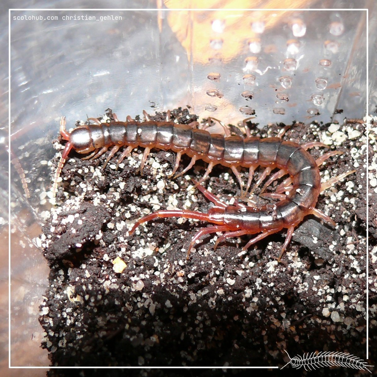 Rhysida imarginata