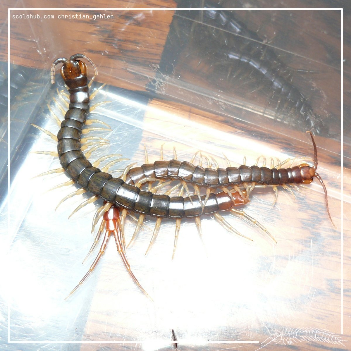 Rhysida longipes