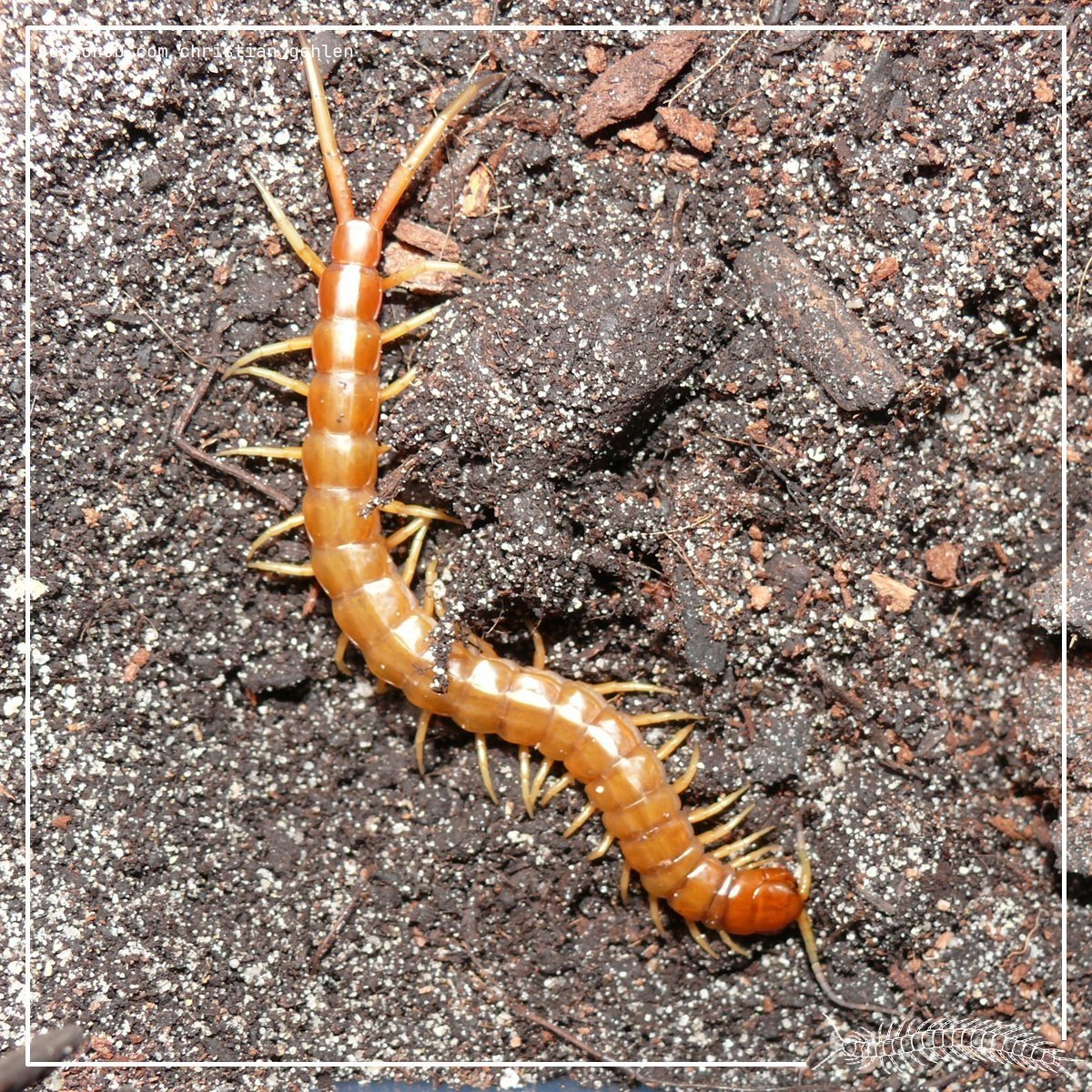 Scolopendra alternans “Florida Keys”