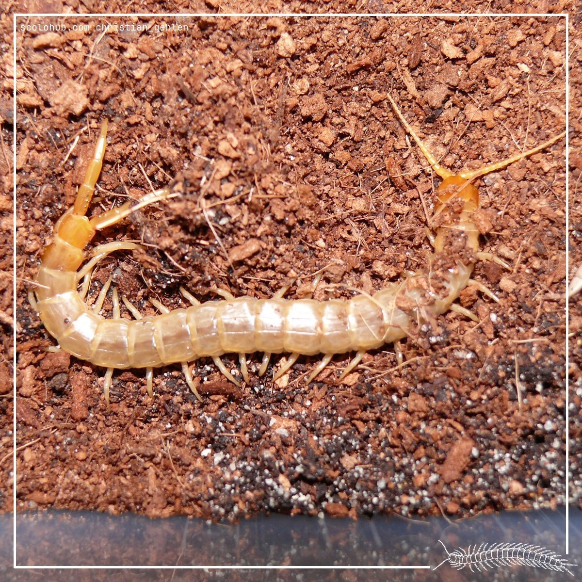 Scolopendra canidens