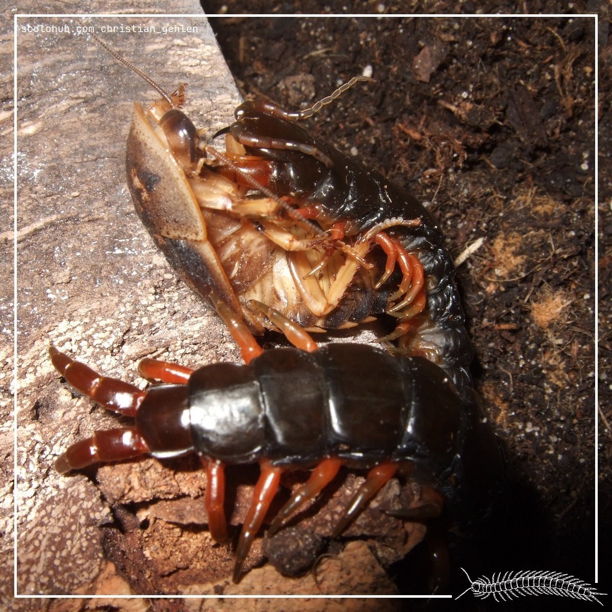 Scolopendra cingulata “Black”