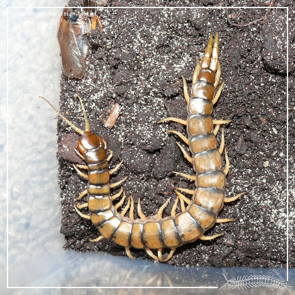 Scolopendra cingulata (Greece)