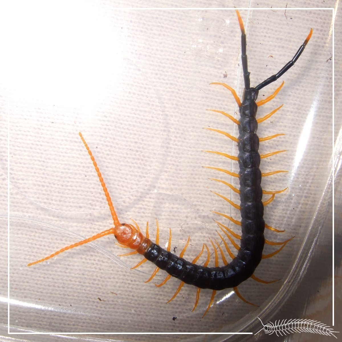 Scolopendra heros