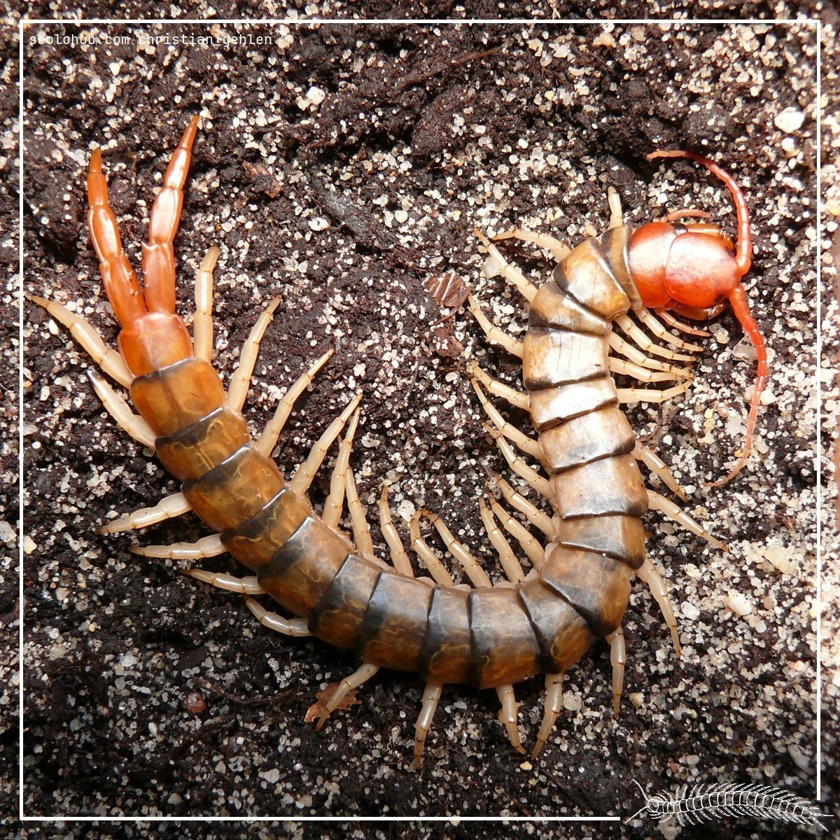 Scolopendra morsitans