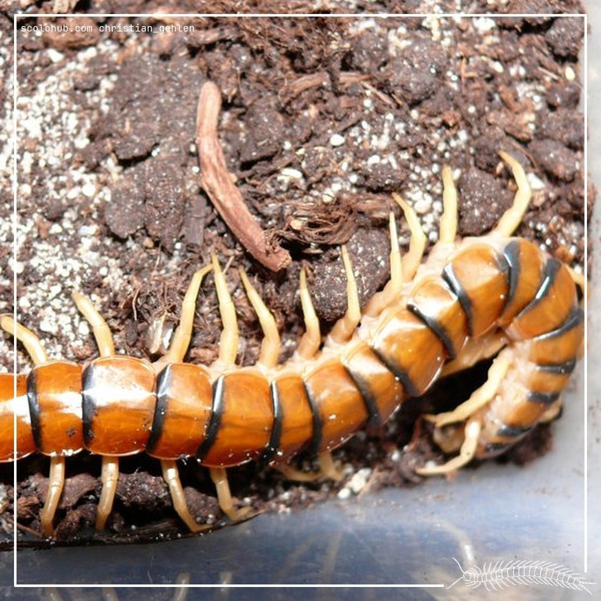 Scolopendra polymorpha